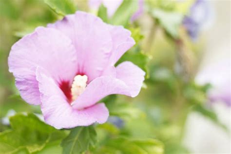 Hibiscus Plant And Flower How To Grow And Care For Hibiscus Tree