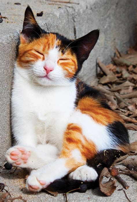 Tricolor Cat From Postallove Pretty Cats Cute Cats Cats