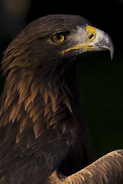 European Golden Eagle By Jt Lewis 500px Prime Eagle Wild Birds