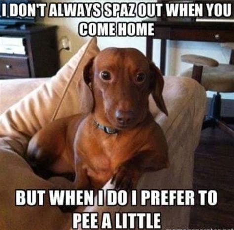 Pin By Kristie Burke On Puppy Love Dachshund Funny Quotes Funny