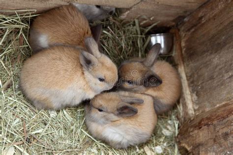 Newborn Baby Bunnies Stock Photo Image Of Fluffy Outside 96889842