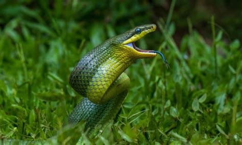 Rat Snakes Animal Facts Various A Z Animals