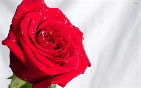 Red Rose With Water Drops 2 Wallpaper Flower Wallpapers 33315