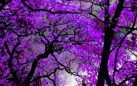 Purple Desktop Image Beautiful Natural Purple Tree Wallpaper