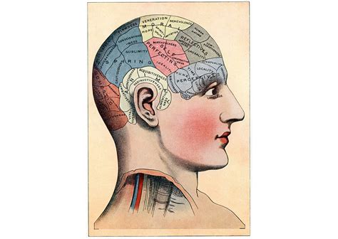 Las Principales Diferencias Entre El Cerebro Femenino Y El Masculino