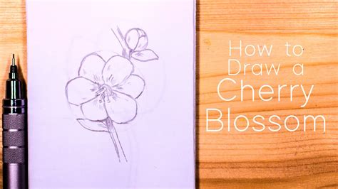 How To Draw Cherry Blossom Sakura Step By Step For Beginners Youtube