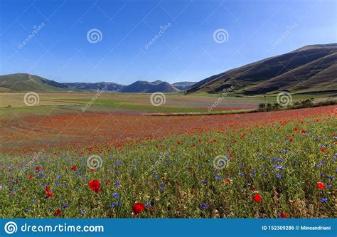 Castelluccio In A Blooming Field Of Poppies Italy Stock Photo Image