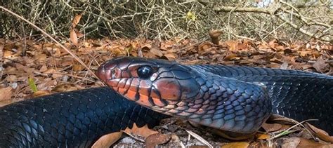 The Eastern Indigo Is Our Largest Native Snake Daves Garden