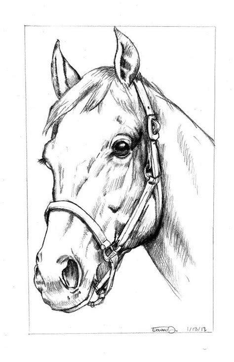 Horse Head Horse Head Drawing Horse Pencil Drawing Art Drawings