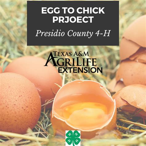 Egg To Chick Project Presidio