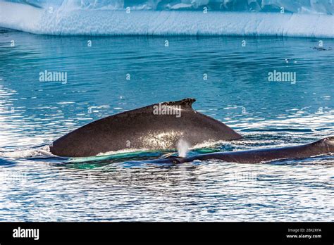 Antarctica Southern Ocean Antarctic Peninsula Graham Land Paradise