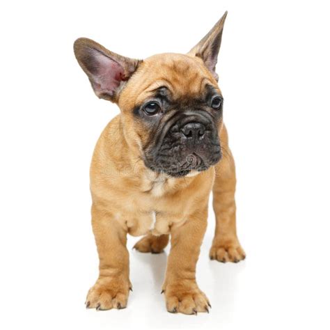 Cute French Bulldog Puppy Stock Photo Image Of Beige 96615652