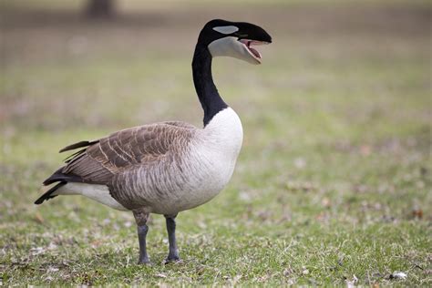 Canadian Killer Goose Rhybridanimals