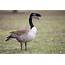 Canadian Killer Goose  HybridAnimals
