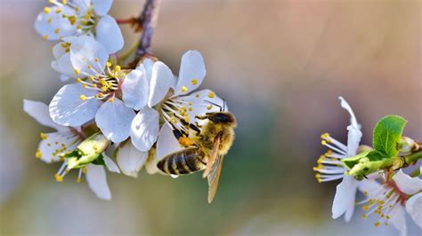 Spring Bee Blossoms Flower Wallpaper Arthatravel Com