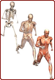 Common bone and muscle injuries 1. Better Living…Healthy You