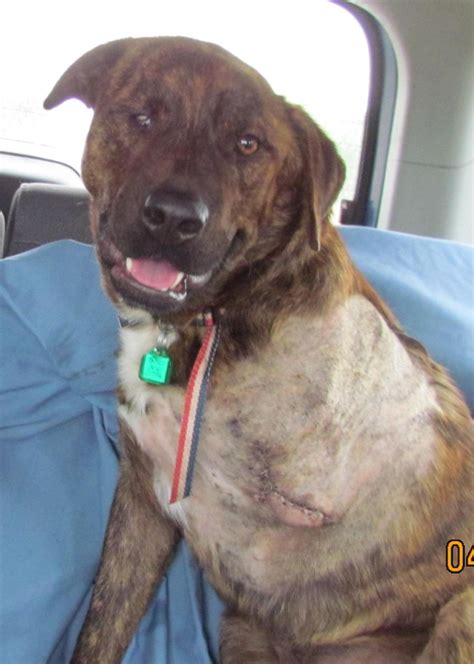 Ark Animal Rescue And Kare Of Mccurtain County Oklahoma Animal Dog Cat