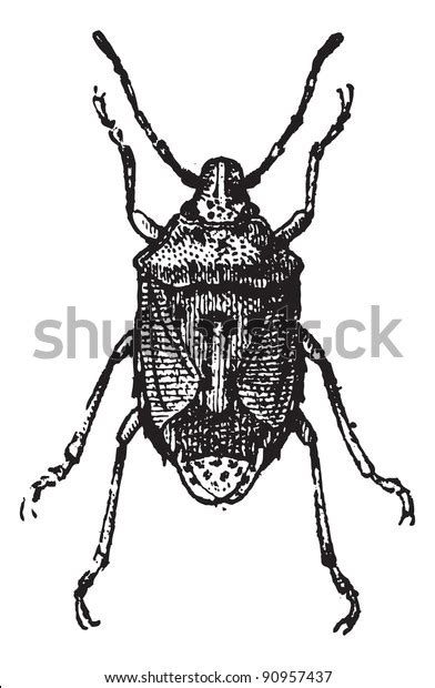 Fig 13 Bug Vintage Engraved Illustration Stock Vector Royalty Free