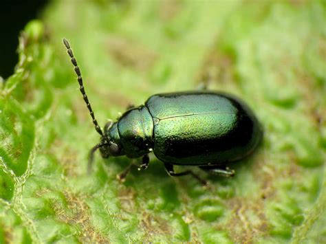 Identify And Control Flea Beetles
