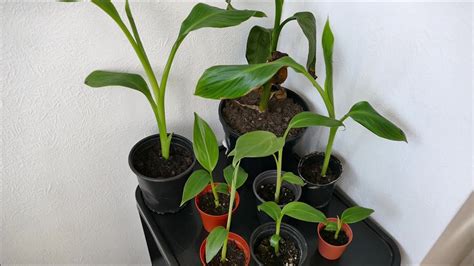 Growing Banana Plants From Seed Results With Time Lapse Youtube