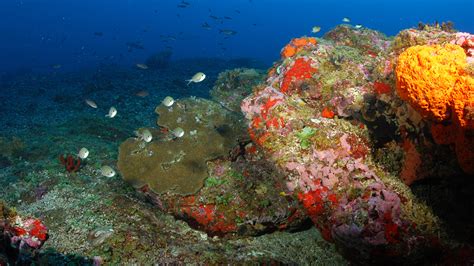 Bright Bank Flower Garden Banks National Marine Sanctuary