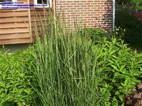 Plantfiles Pictures Calamagrostis Feather Reed Grass Karl Foerster