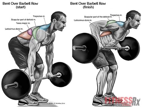 The Top Exercises For The Back Muscles Bodydulding
