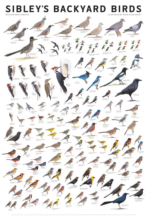 Sibleys First Wall Poster Field Guide For Every Backyard Birder