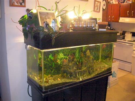 25 Super Easy Aquaponics Diy Fishtank That You May Make It Self