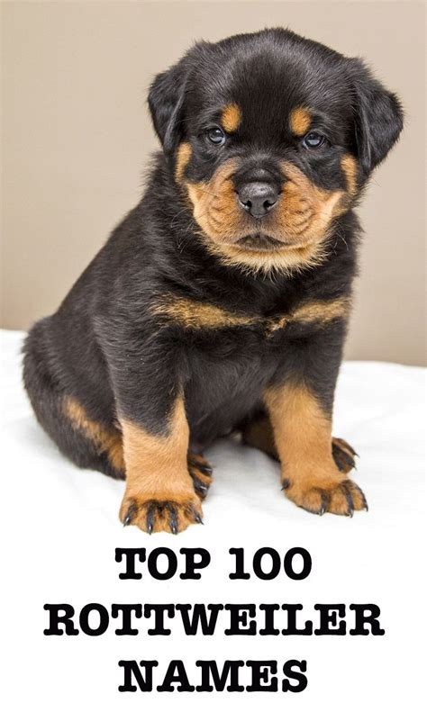 Rottweiler Names 100 Great Ideas For Naming Your Rottie