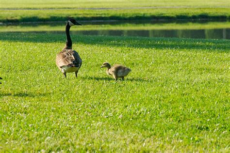 Campus Wildlife Wildlife Near The Campus Pond On The Campu Flickr