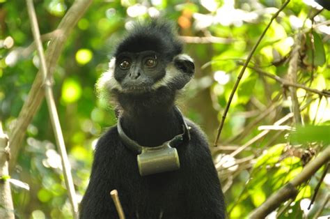 Rich Primate Species In Vietnam Threatened Wwf Report Dtinews Dan