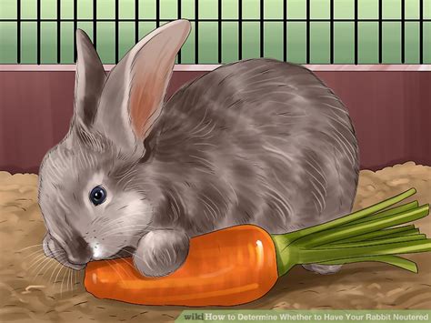 3 ways to determine whether to have your rabbit neutered wikihow