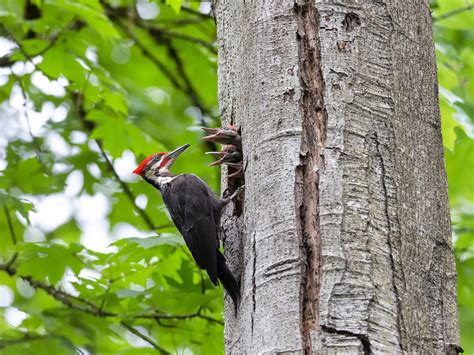 Pileated Woodpecker Nesting A Complete Guide Unianimal