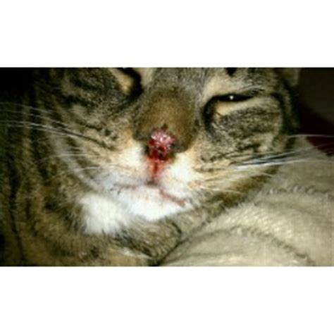 If the abscess is not open, then the cat may need to be sedated in order to lance the abscess. cat: energy and appetite with an open wound on tip of nose ...