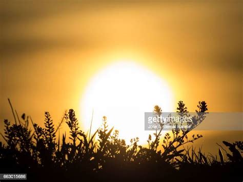Crepúsculo Photos And Premium High Res Pictures Getty Images
