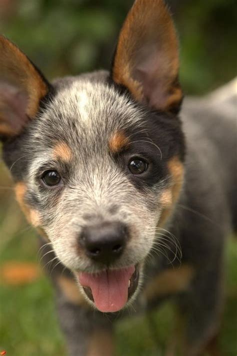 Pin By Натусик On Dog Luv Cattle Dog Puppy Heeler