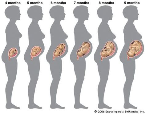 Gestational Age Definition And Stages Britannica