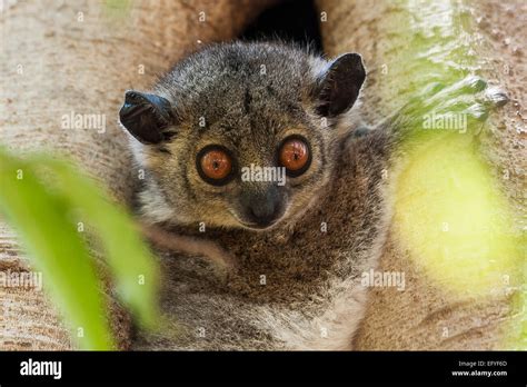 Weasel Sportive Lemur Lepilemur Mustelinus Berenty Madagascar Stock
