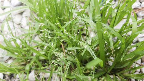 The Right Way To Take Away Poa Annua From Your Garden Smartliving