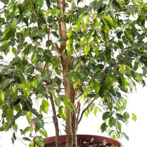 Ficus Benjamina Ex Tica M Zoe Nursery