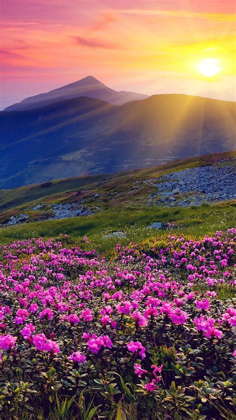 Sunrise Mountains Flowers Grass Dawn Iphone 8 7 6 6s Plus