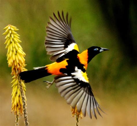 Volar Es Posible Solo Tienes Que Creer En Ti Ya Lo Lograras El