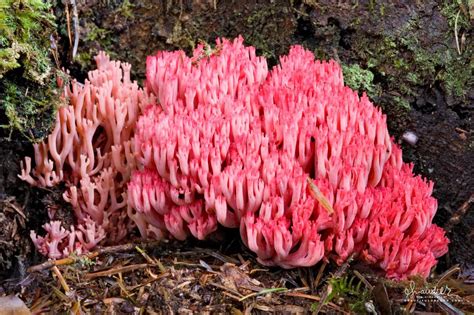 Coral Fungus Ramaria Araiospora Var Rubella Oregon Photography
