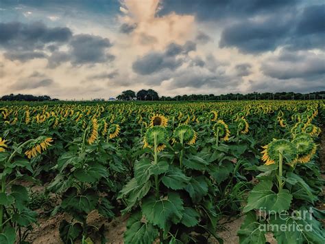 Sunflower Backs Photograph By Alissa Beth Photography Pixels