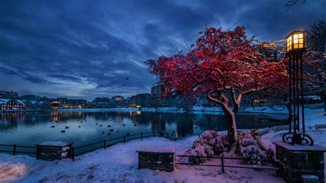 壁纸 树木 灯光 鸟类 日落 都市风景 湖 水 性质 建造 反射 天空 雪 冬季 云彩 科 屋 挪威