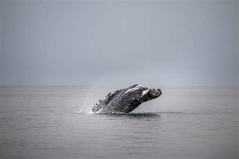 Baleen Whale Sealife Whale Breaching Skipping Animal Wildlife