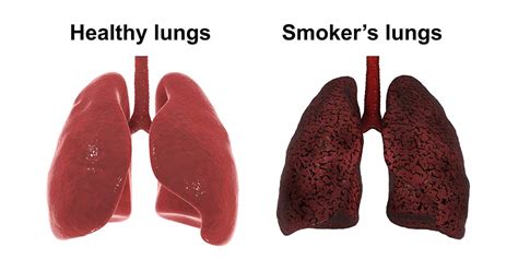 Cigarette Smoking Effects On The Body