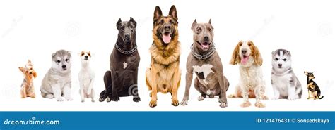 Group Of Dogs Of Different Breeds Sitting Together Stock Image Image