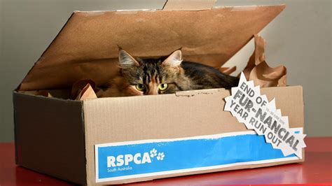 Rspca Cat Adoption Fees Waived Until End Of June As 250 Need A Home